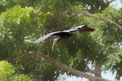 Green Ibis Gliding Overhead