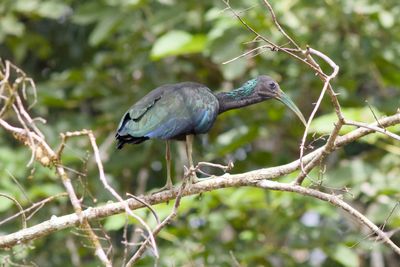 Green Ibis Watching Us Float By