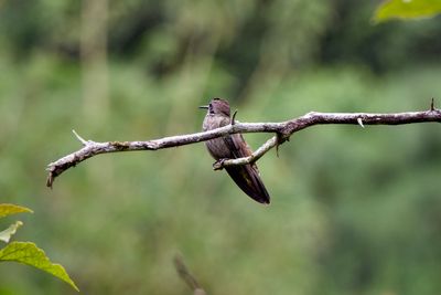 Brown Violetear Hummingbird (Female and/or Immature)