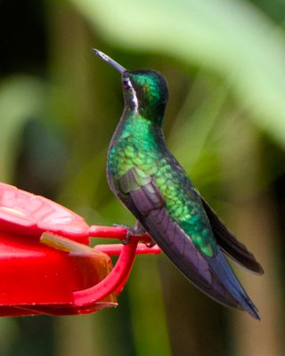 Purple-throated Mountain-gem