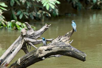 Mangrove Swallows 