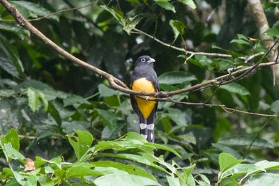Black-headed Trogon