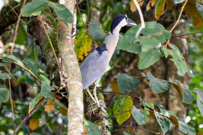 Boat-billed Heron