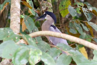 Boat-billed Heron Playing Hide-and-Seek