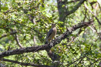 Hoffmans Woodpecker
