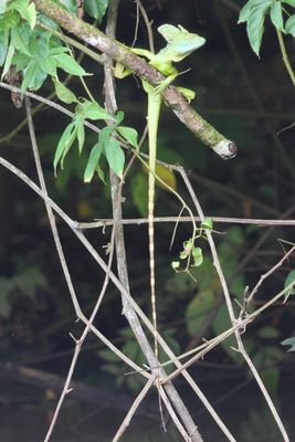 Plumed Green Basilisk