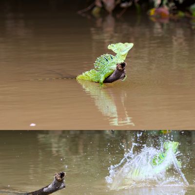 Plumed Green Basilisk