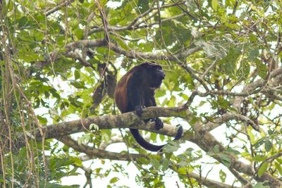 Howler Monkey