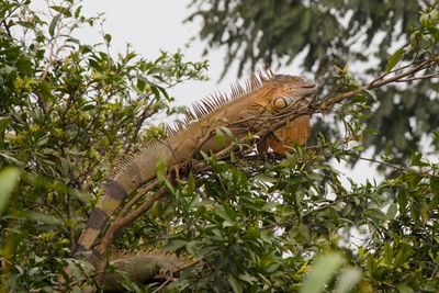 Green Iguana