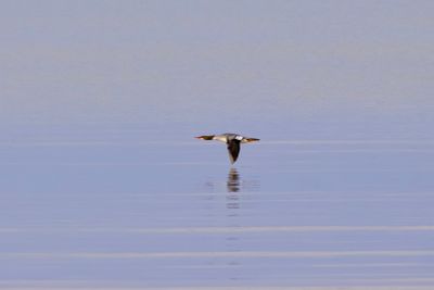 Male Common Merganser