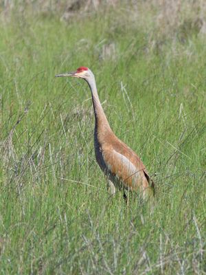 Sandhill Crane (Photo #1)