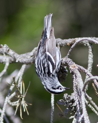 Black and White Warbler: The Acrobat (Photo #2)