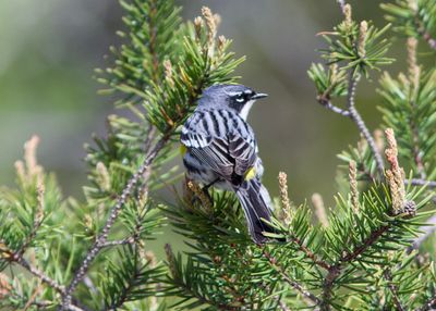 Yellow-rumped Warbler (Photo #3)