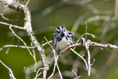 Black and White Warbler (Photo #3)
