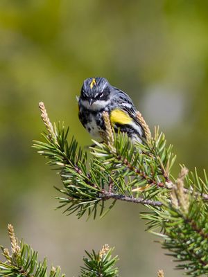 Yellow-rumped Warbler (Photo #1)