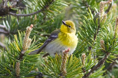 Pine Warbler (Photo #3)