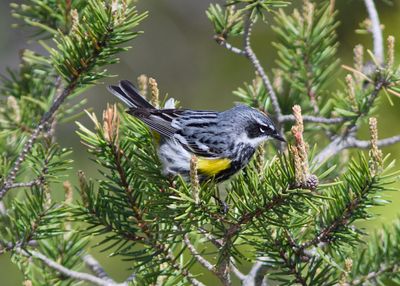 Yellow-rumped Warbler (Photo #2)