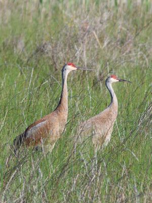 Pair of Sandhill Cranes (Photo #2)