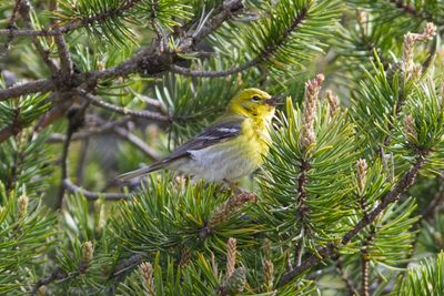 Pine Warbler (Photo #2)