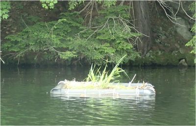 Man made Loon Nesting Box