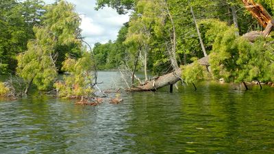 Turtles on a fallen tree