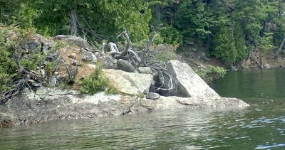 Another turtle and interesting surroundings