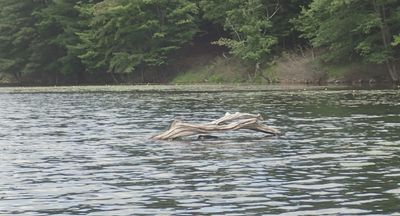 Interesting piece of art in the water.