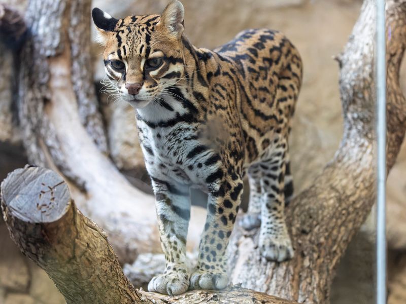 zoo_2022_20221112_001135-2.jpg