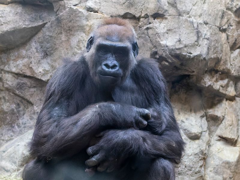 zoo_2022_20221112_001467-2.jpg