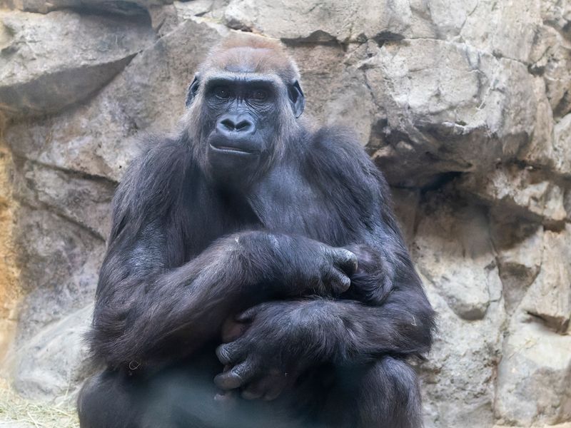 zoo_2022_20221112_001469-2.jpg
