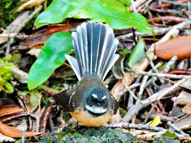 NZ_AUS_002420_20230307.jpg
