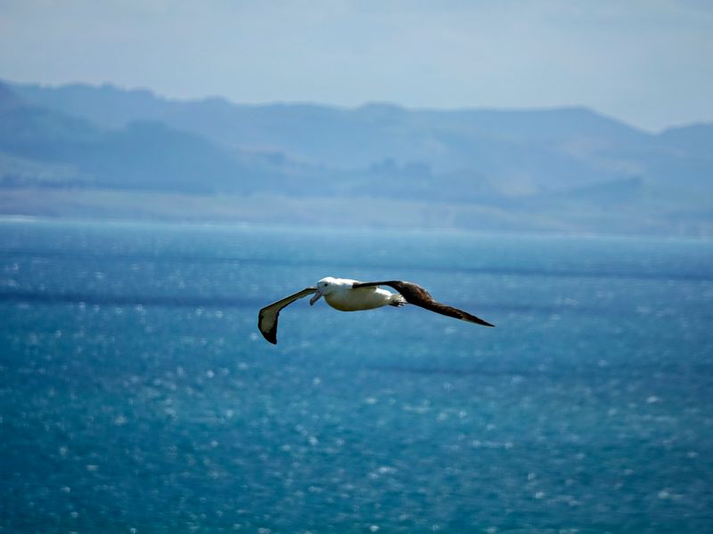 NZ_AUS_002483_20230312.jpg