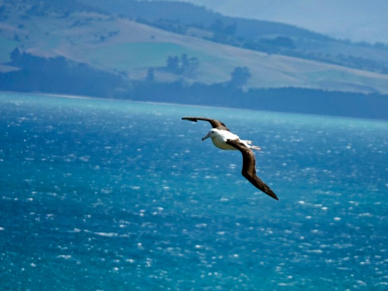 NZ_AUS_002492_20230312.jpg
