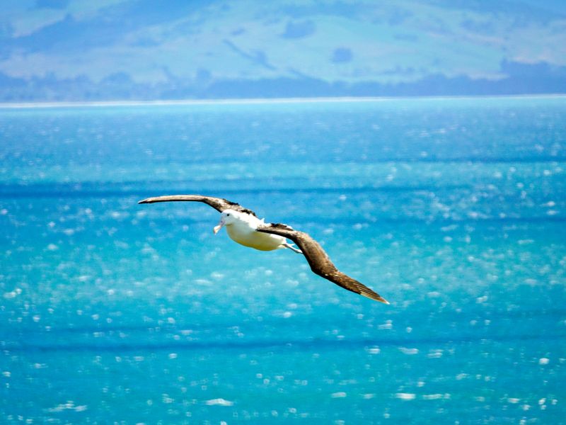NZ_AUS_002496_20230312.jpg