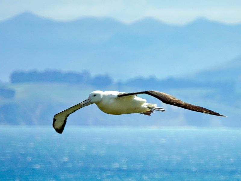 NZ_AUS_002500_20230312.jpg