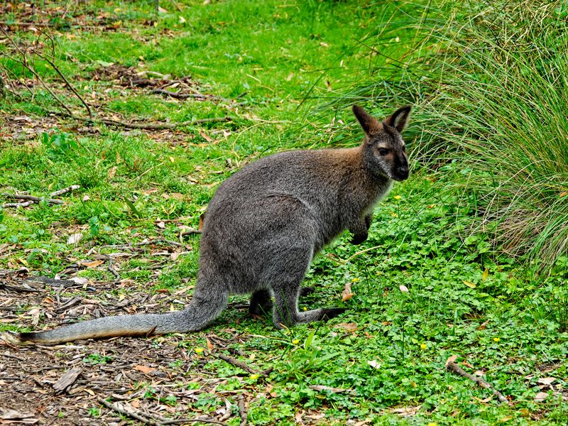 NZ_AUS_002593_20230317.jpg