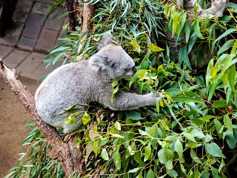 NZ_AUS_002626_20230319.jpg