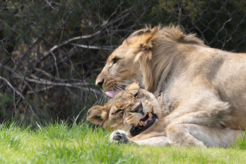 zoo_feb_2025_051525.jpg