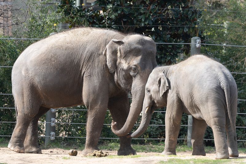 zoo_feb_2025_051531.jpg