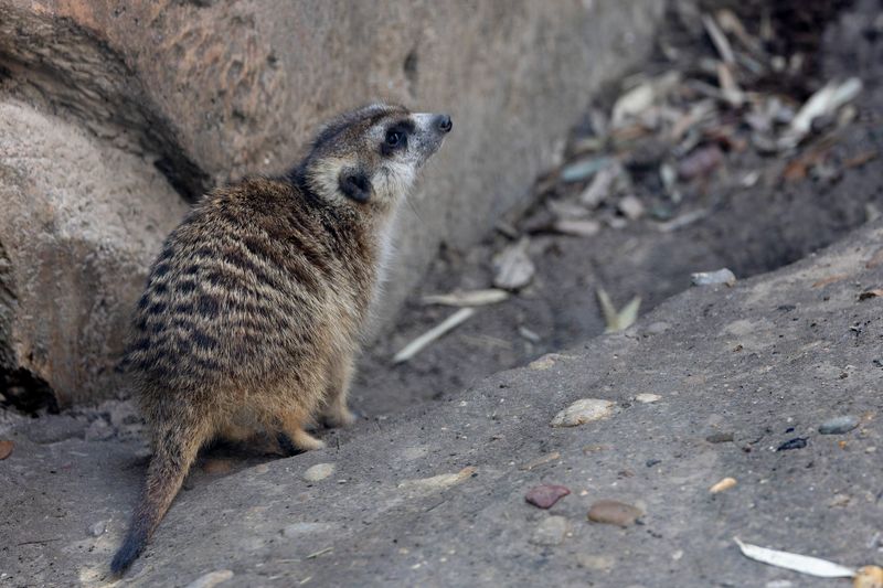 zoo_feb_2025_051541.jpg