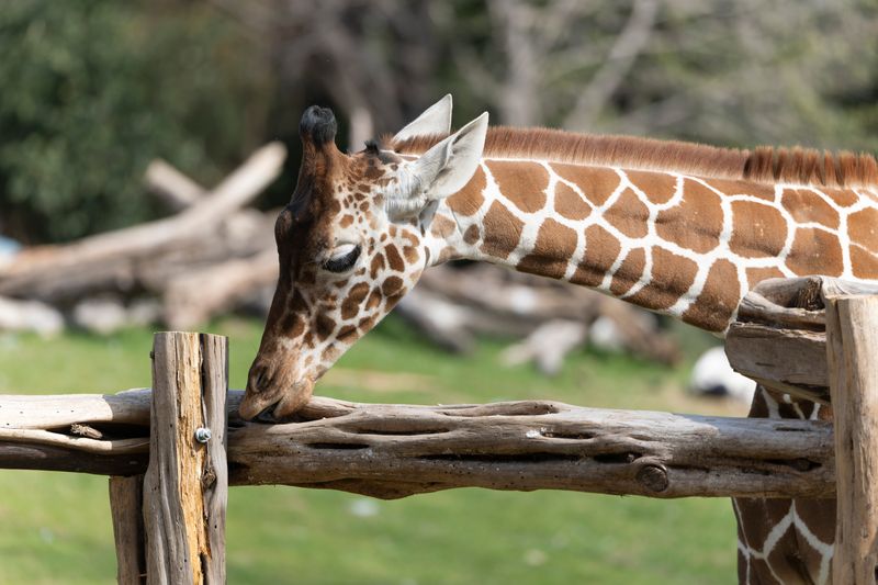 zoo_feb_2025_051546.jpg
