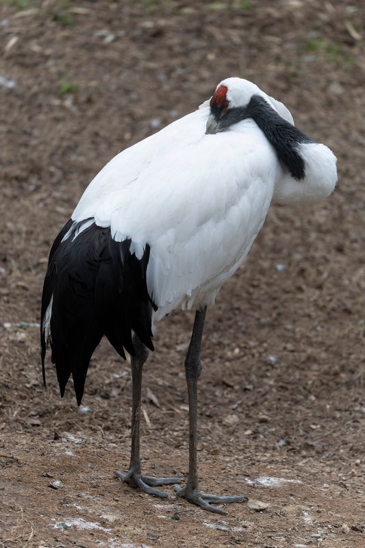 zoo_feb_2025_051551.jpg