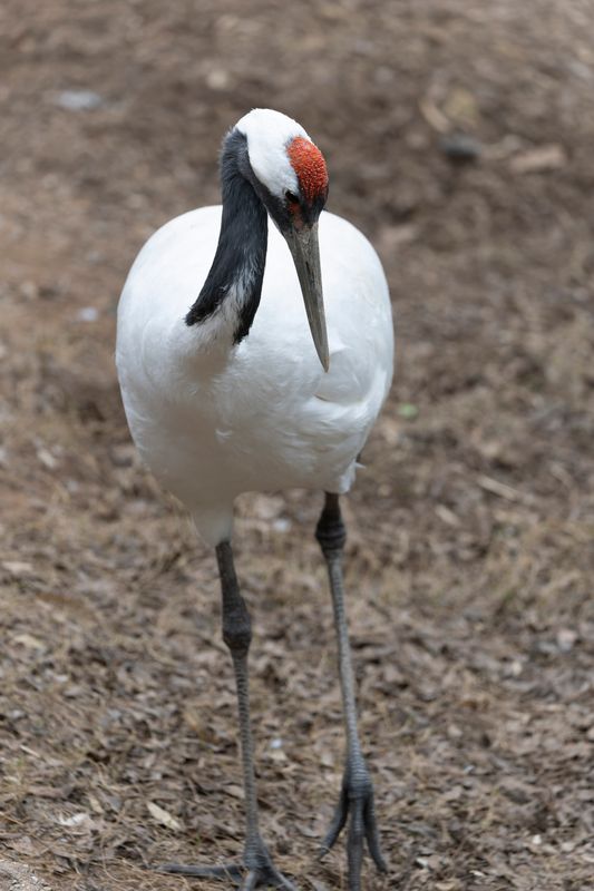 zoo_feb_2025_051552.jpg