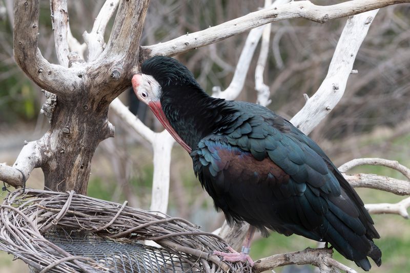 zoo_feb_2025_051555.jpg