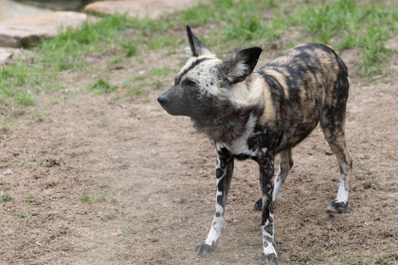 zoo_feb_2025_051557.jpg