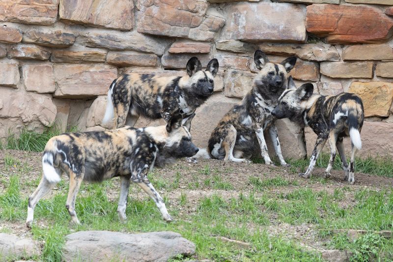 zoo_feb_2025_051561.jpg