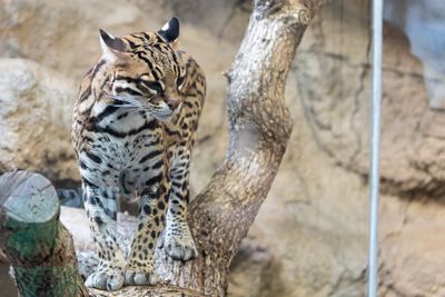zoo_2022_20221112_001191-2.jpg