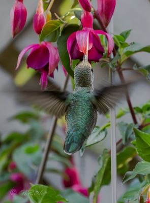  Hummingbirds: Perfect Little Beings