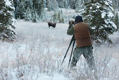 winter bull  Moose