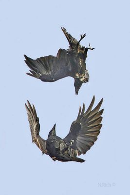 2 ravens: Haida Gwaii